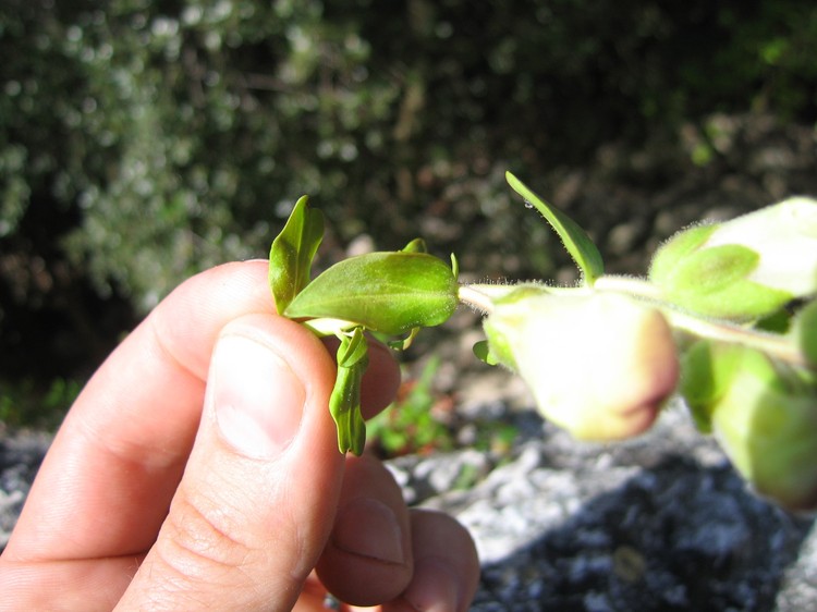 Antirrhinum majus